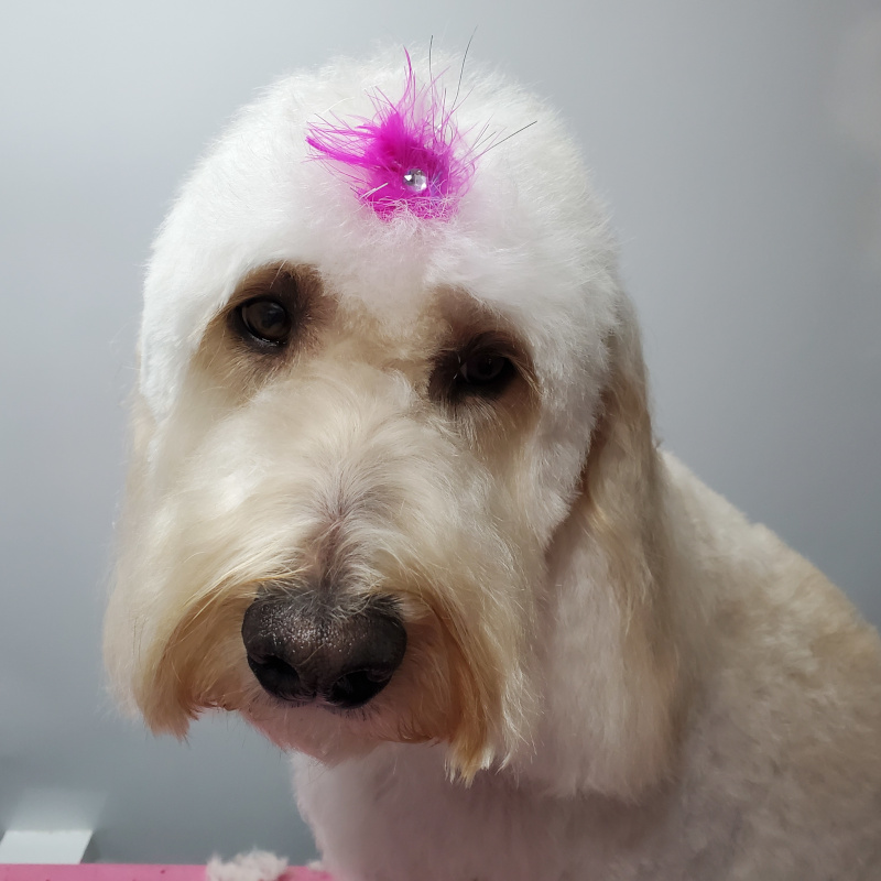 Pet 2