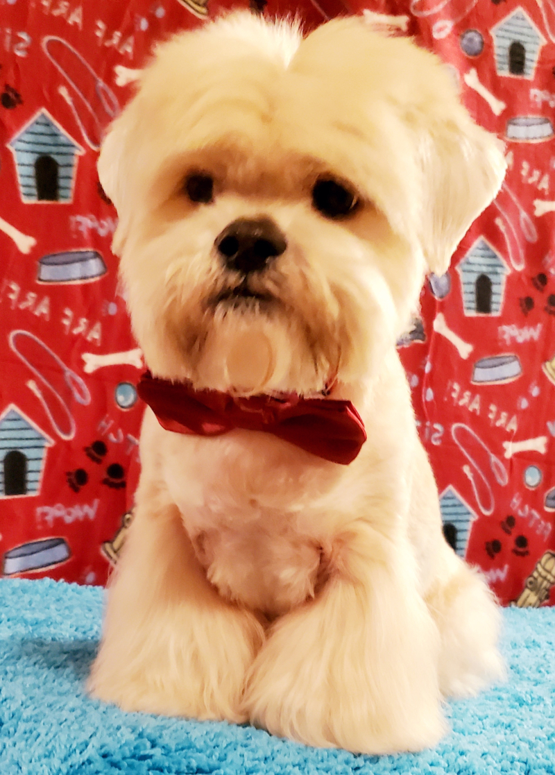 Pet 3