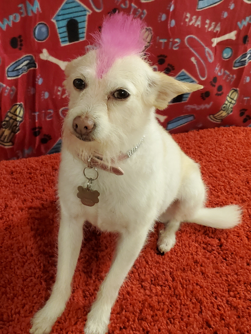 Pet 4