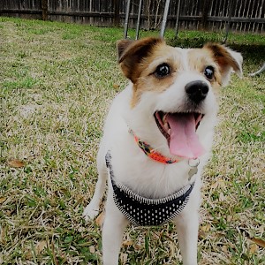 Pet 3